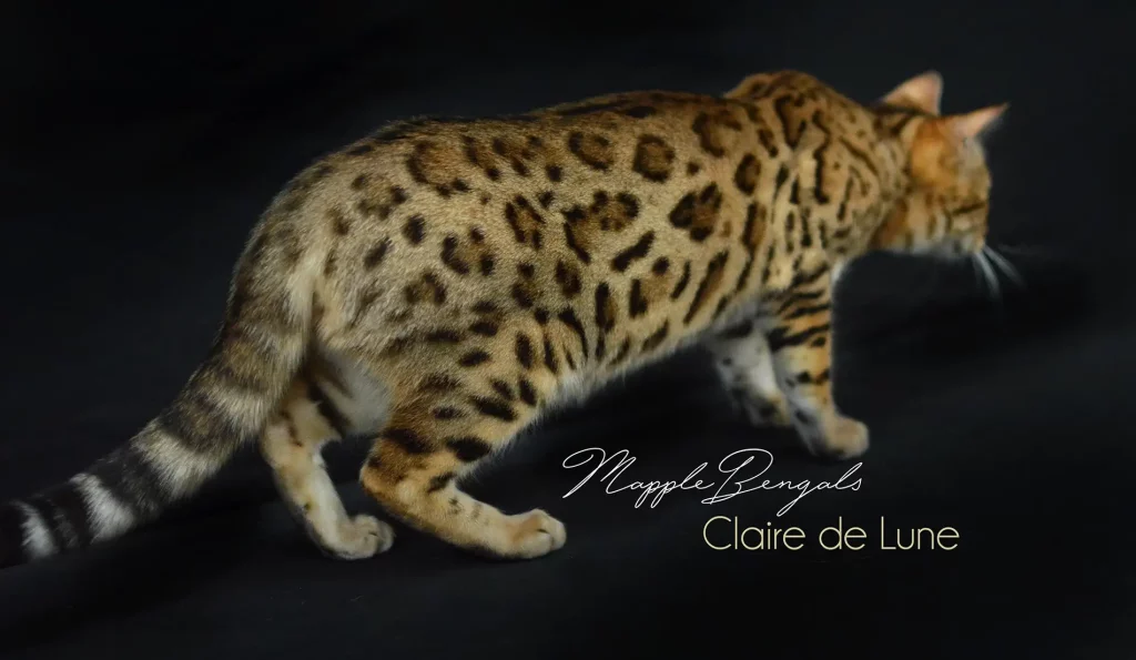 Chat Bengal Brown Pardus Dei