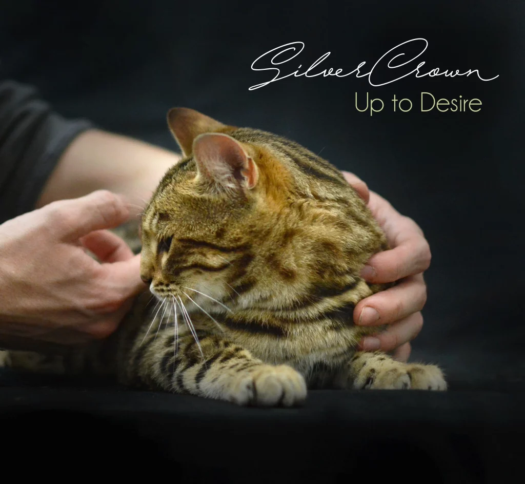 Un chat bengal avec une main