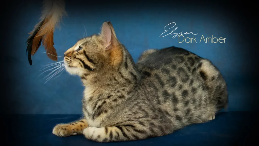 Chat Bengal Brown Pardus Dei