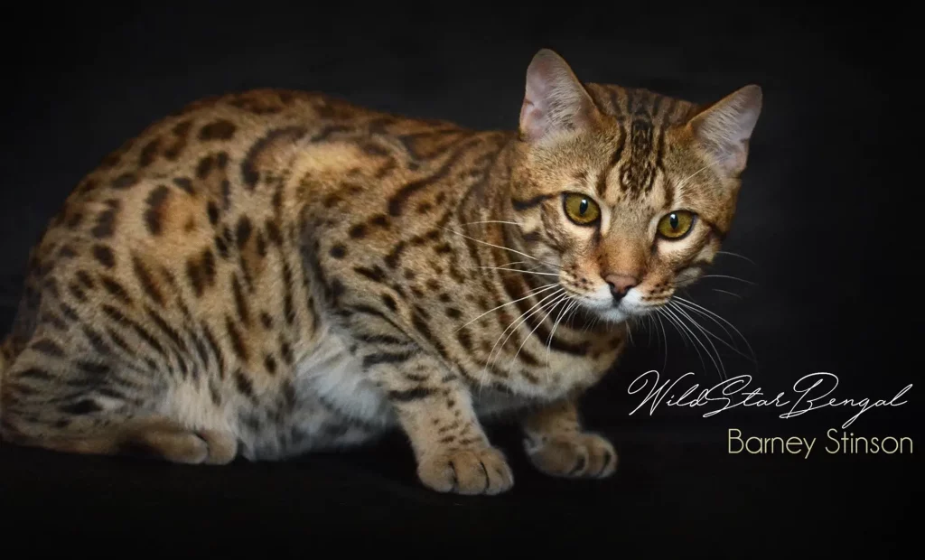 Chat Bengal Brown Pardus Dei
