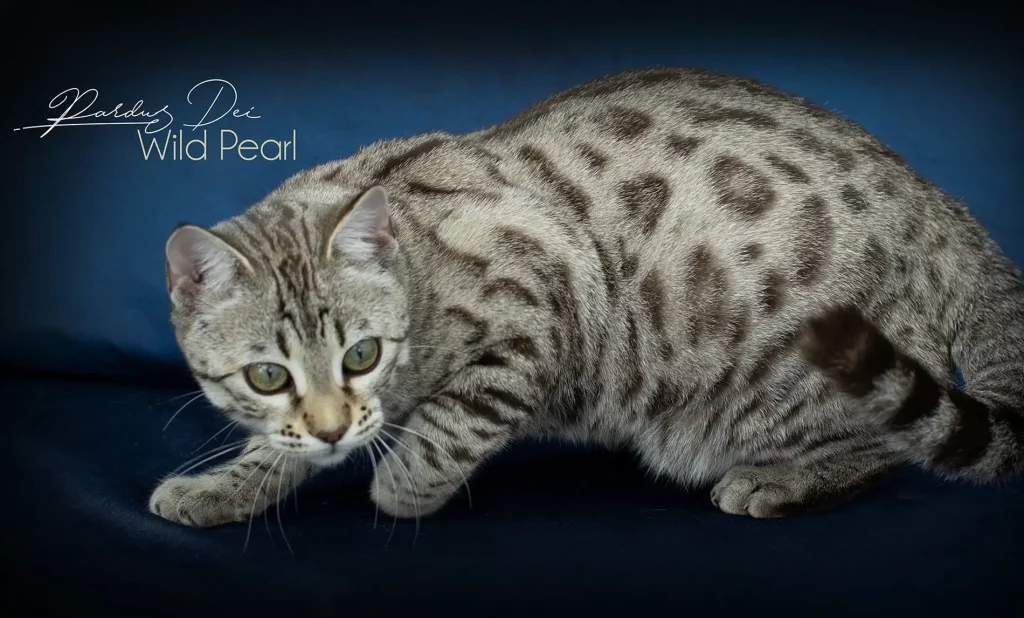 Chat Bengal Snow Sepia Pardus Dei