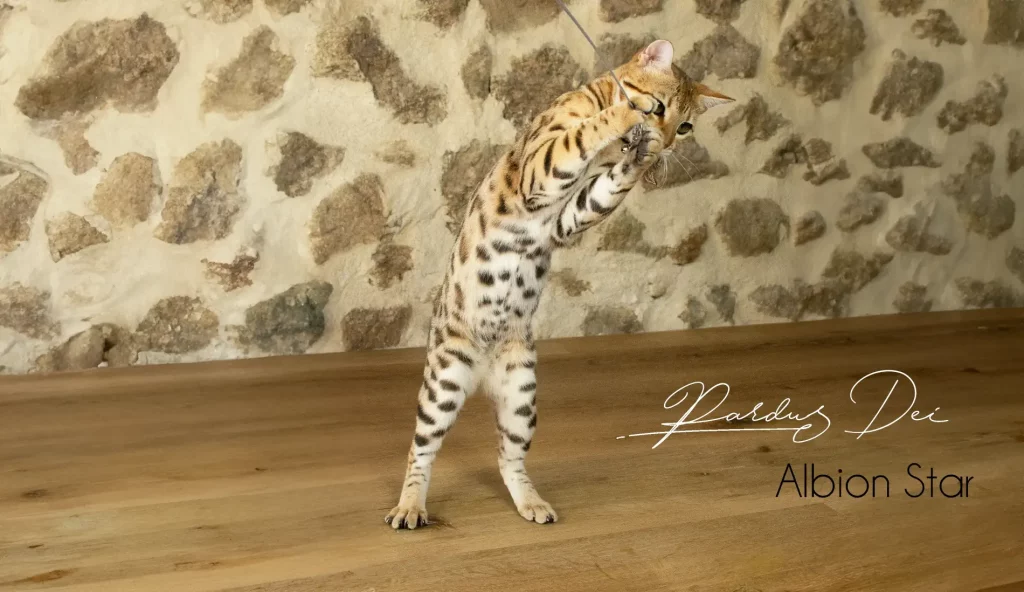 Chat Bengal Brown Pardus Dei