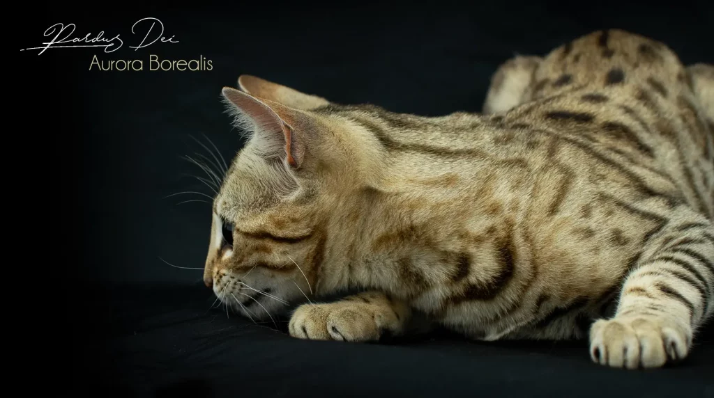 Chat Bengal Brown Pardus Dei