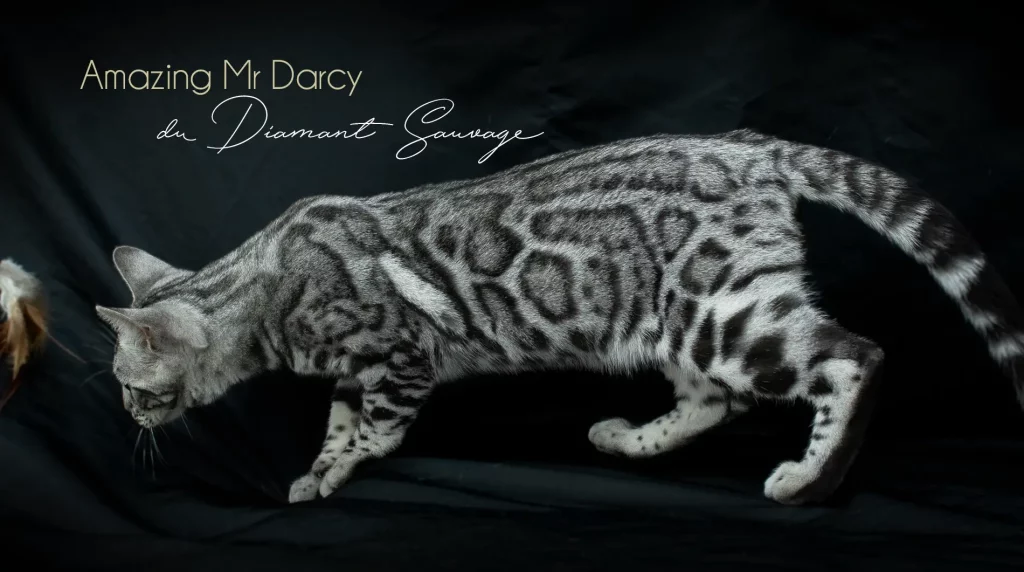 Chat Bengal silver Pardus Dei