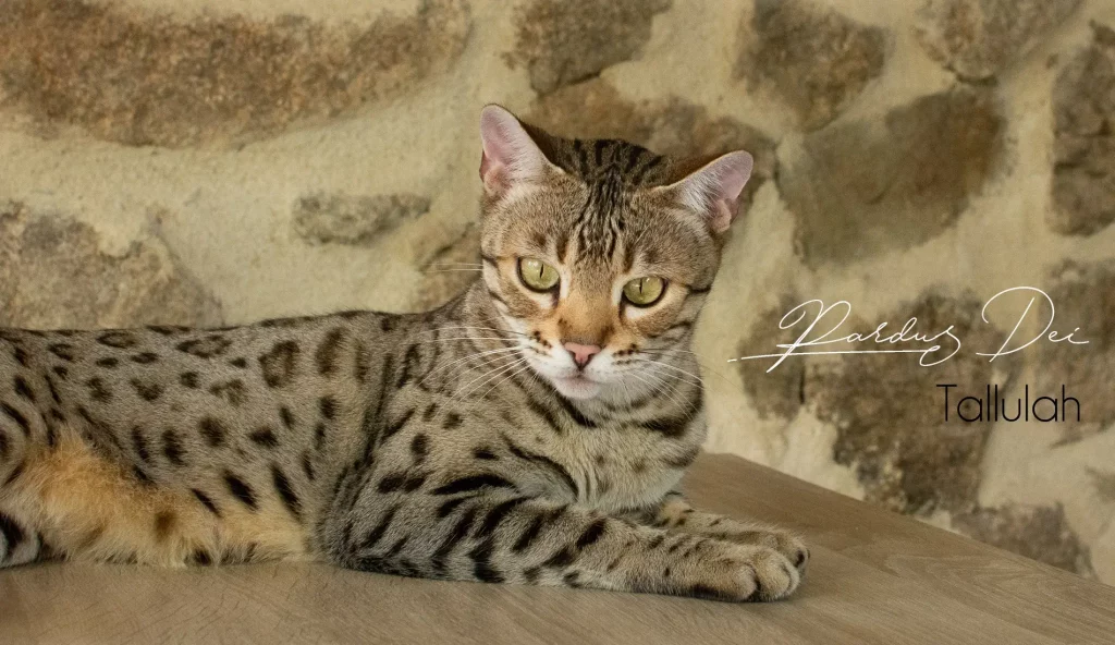 Chat Bengal Brown Pardus Dei