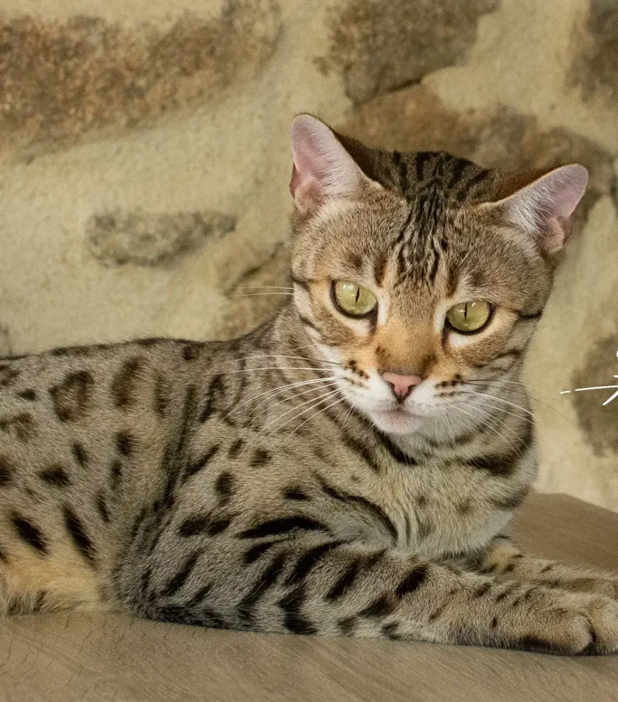 Chat Bengal Brown LOOF de qualité de l chatterie Pardus Dei