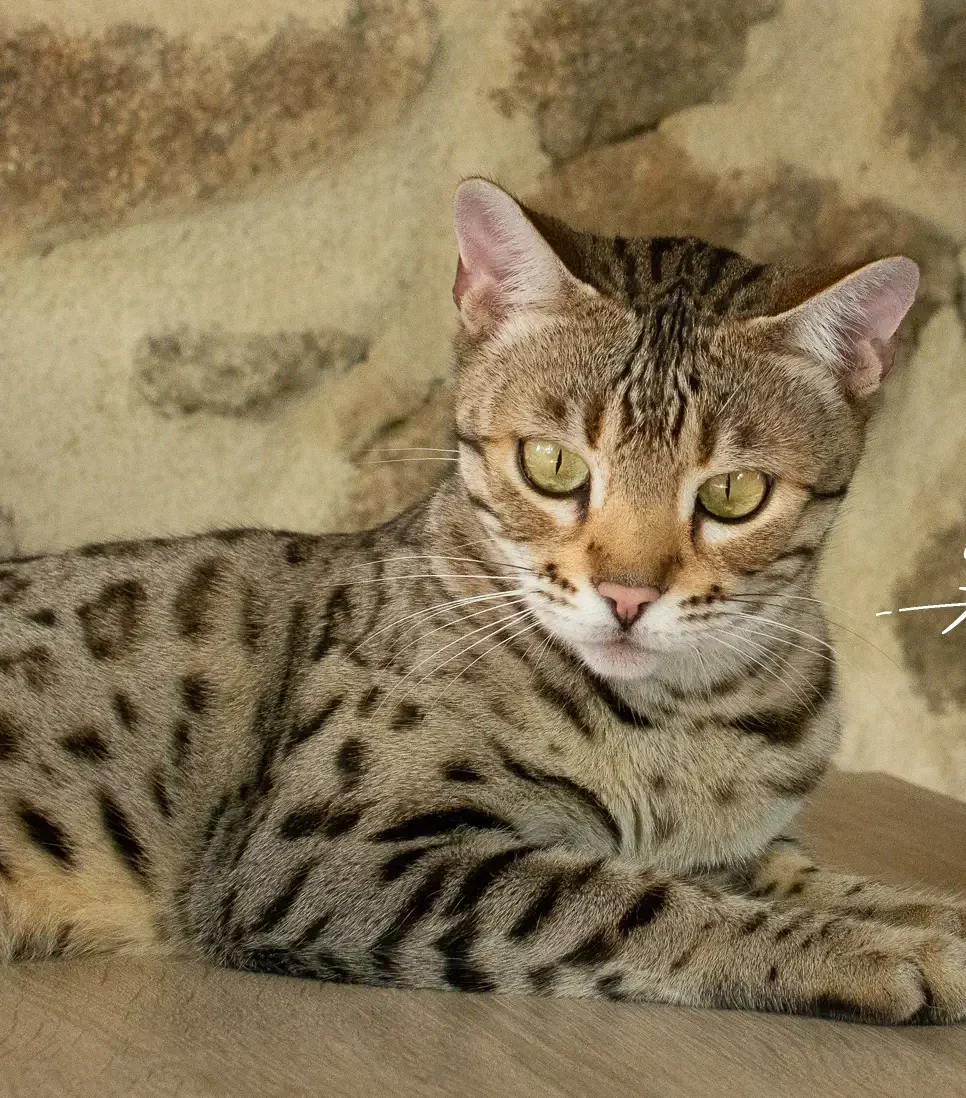 Chat Bengal Brown Pardus Dei