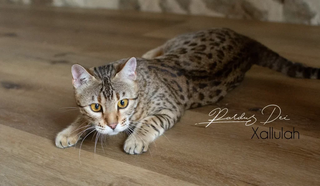 Chat Bengal Brown Pardus Dei
