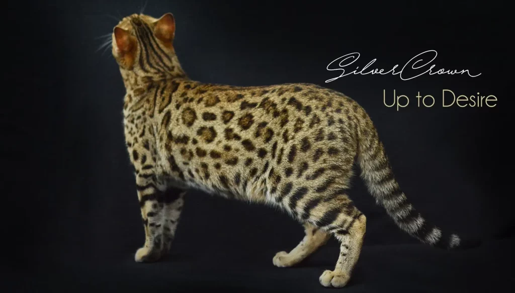 Chat Bengal Brown Pardus Dei