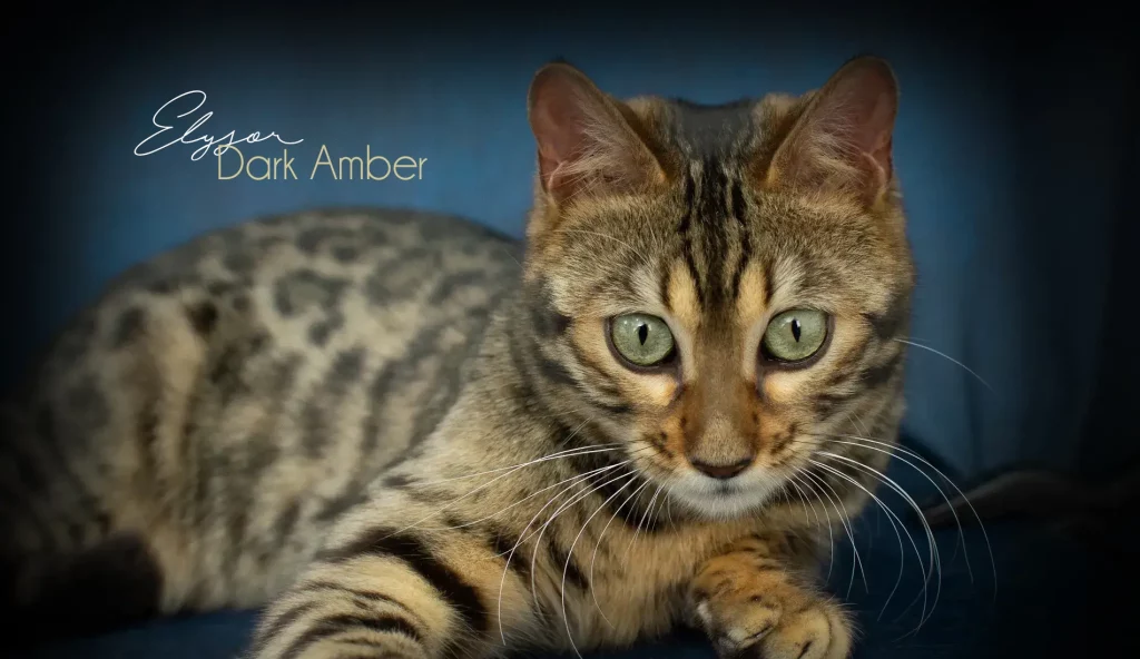 Chat Bengal Brown Pardus Dei