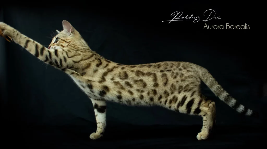 Chat Bengal Brown Pardus Dei