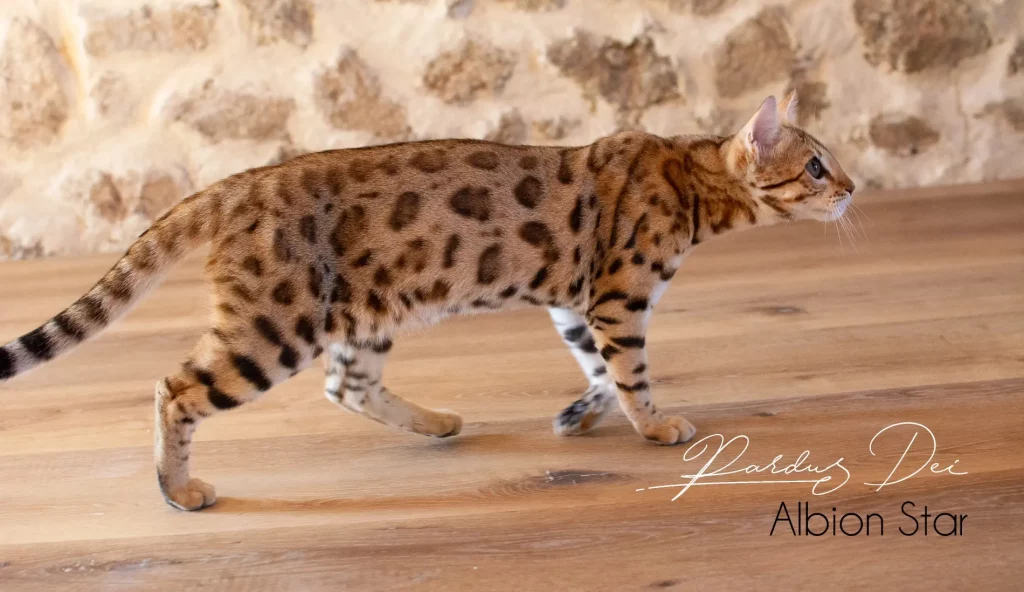 Chat Bengal Brown Pardus Dei