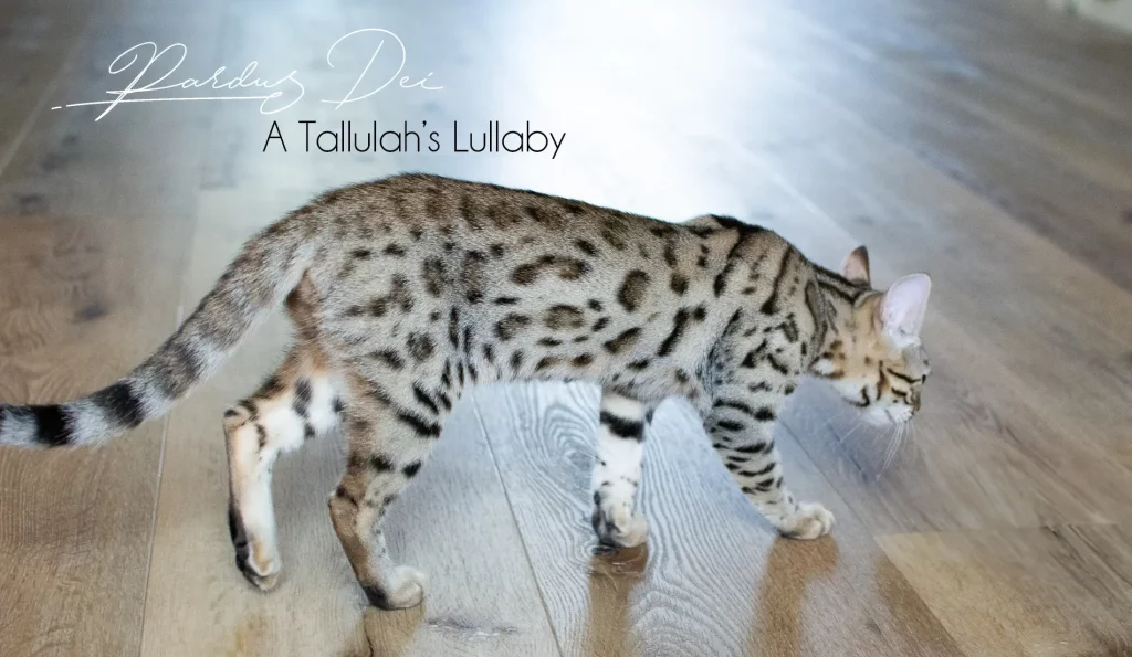 Chat Bengal Brown Pardus Dei