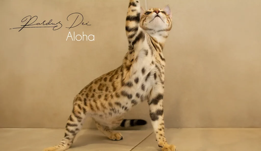 Chat Bengal Snow Pardus Dei