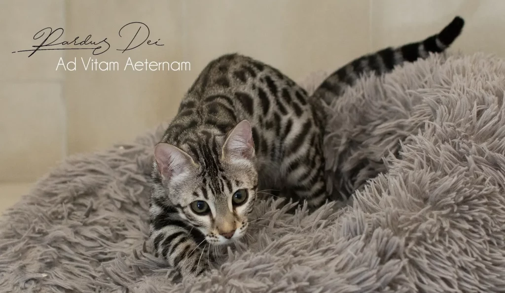 Chat Bengal Silver Pardus Dei