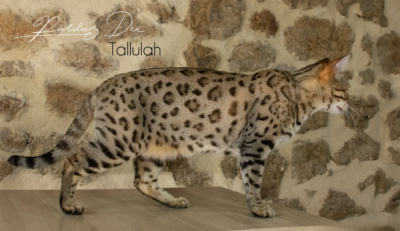 Tallulah chat Bengal Brown issus de la chatterie Pardus Dei près de Lyon devant un mur en pierre debout de coté Tallulah 2
