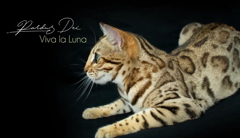 Chat Bengal Brown Pardus Dei