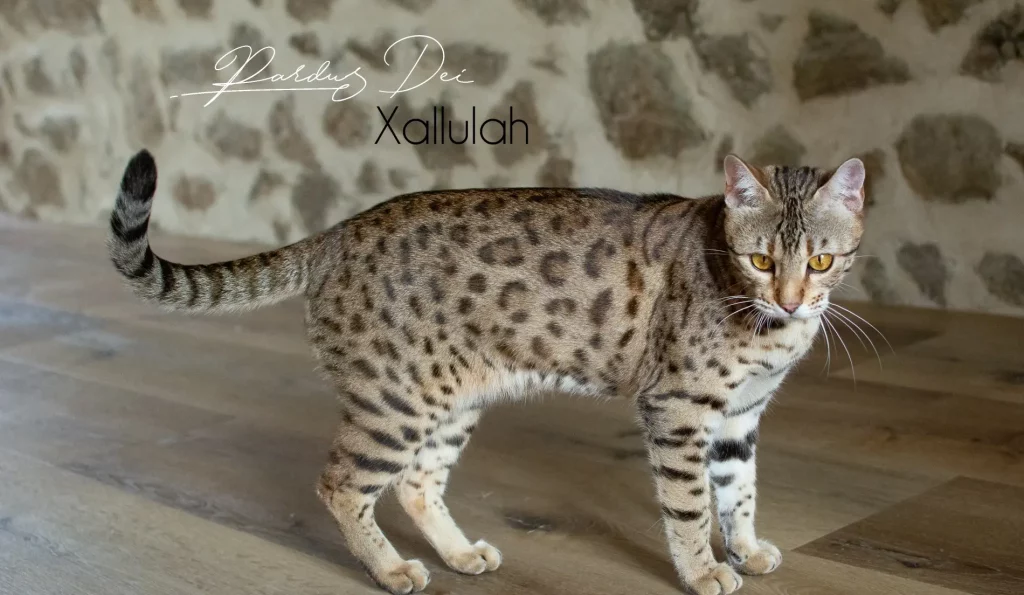 Chat Bengal Brown Pardus Dei