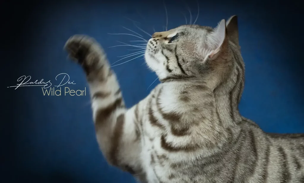 Chat Bengal Snow Sepia Pardus Dei