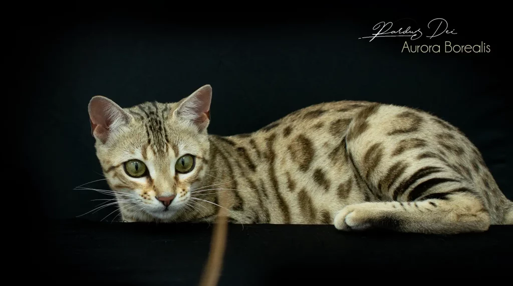 Chat Bengal Brown Pardus Dei