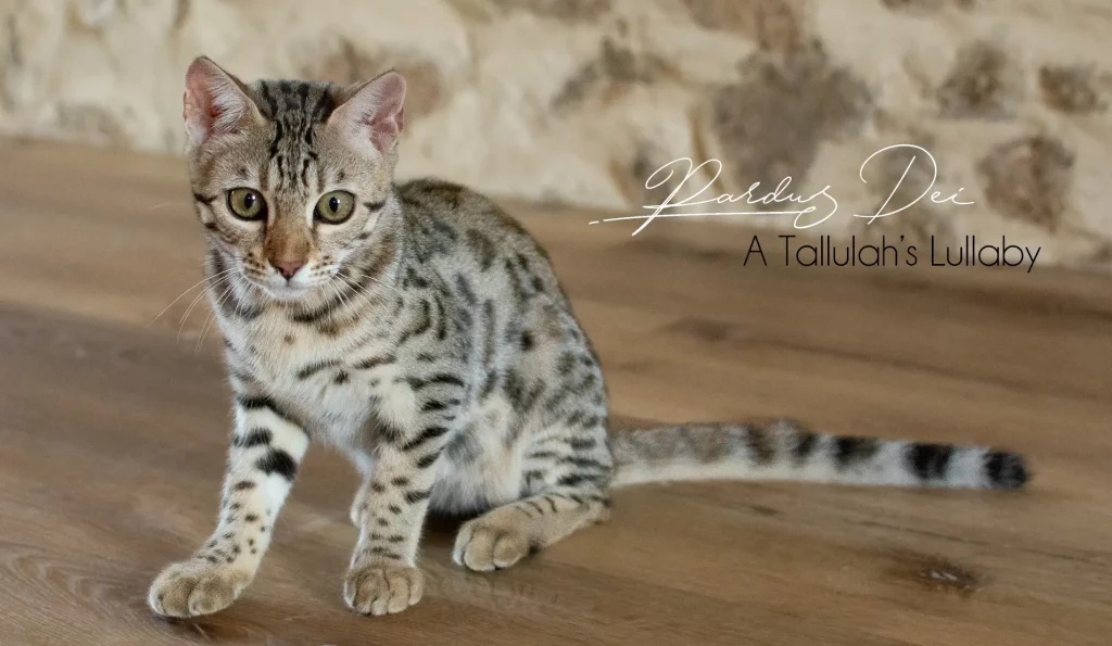 Chat Bengal Brown Pardus Dei