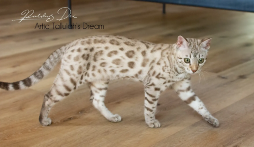 chaton bengal mink Dream issus de l'élevage pardus dei près de lyon dans un salon debout de côté gauche Dream 22