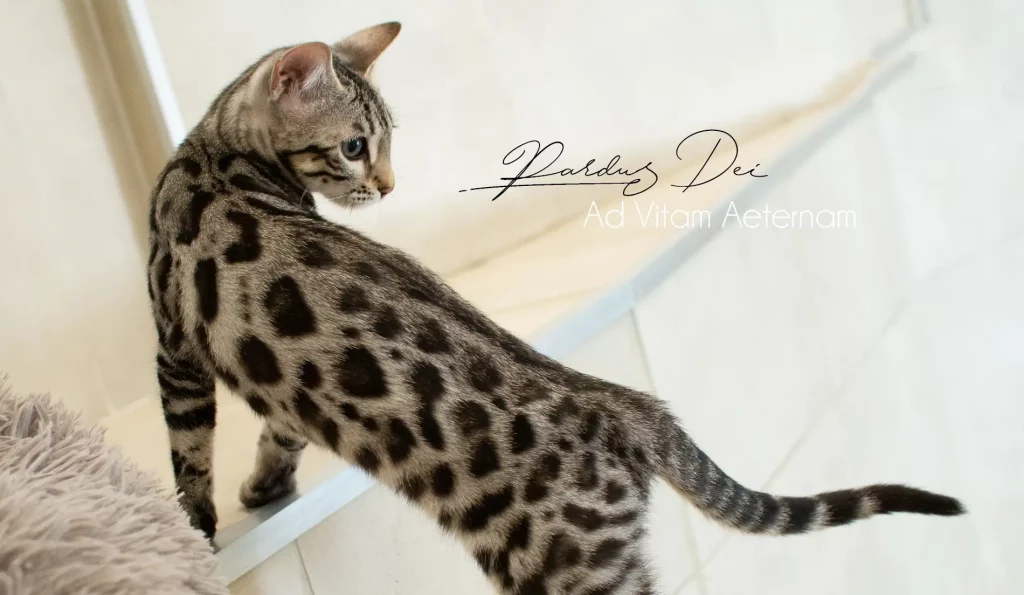 Chat Bengal Silver Pardus Dei