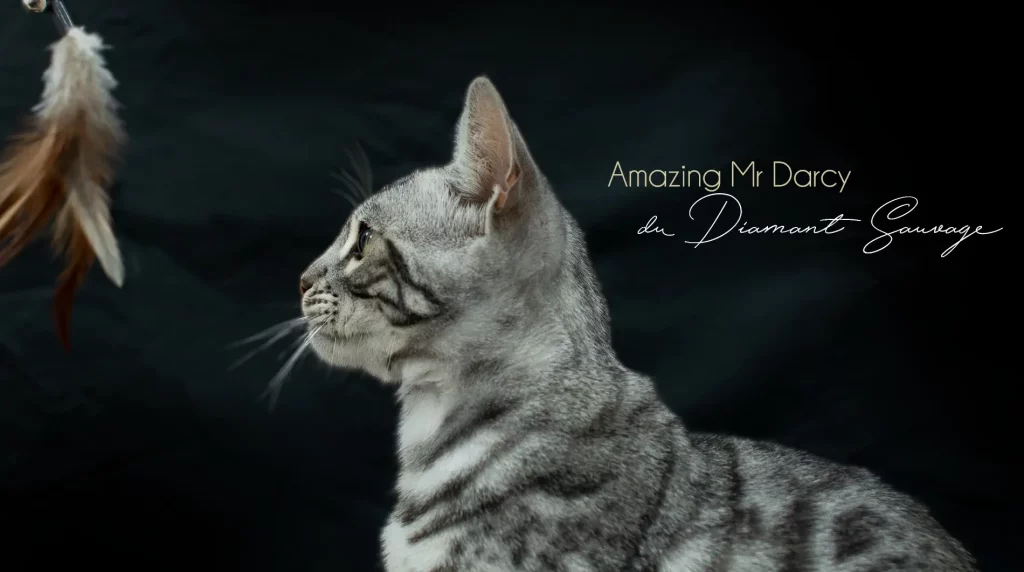 Chat Bengal silver Pardus Dei