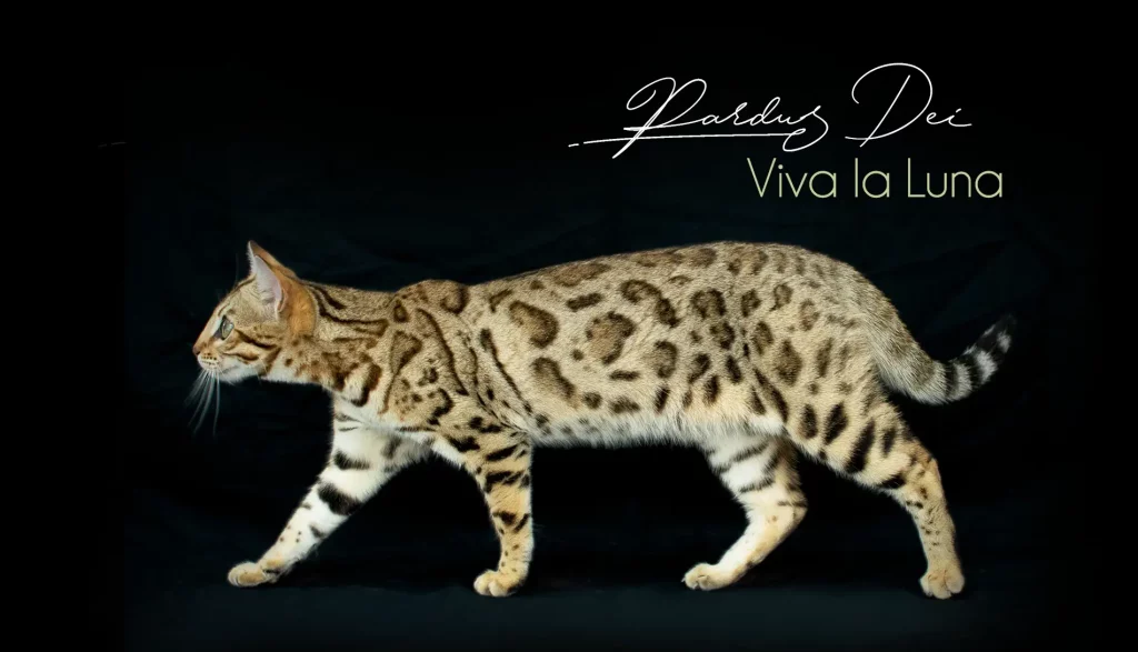 Chat Bengal Brown Pardus Dei