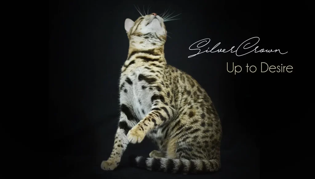 Chat Bengal Brown Pardus Dei