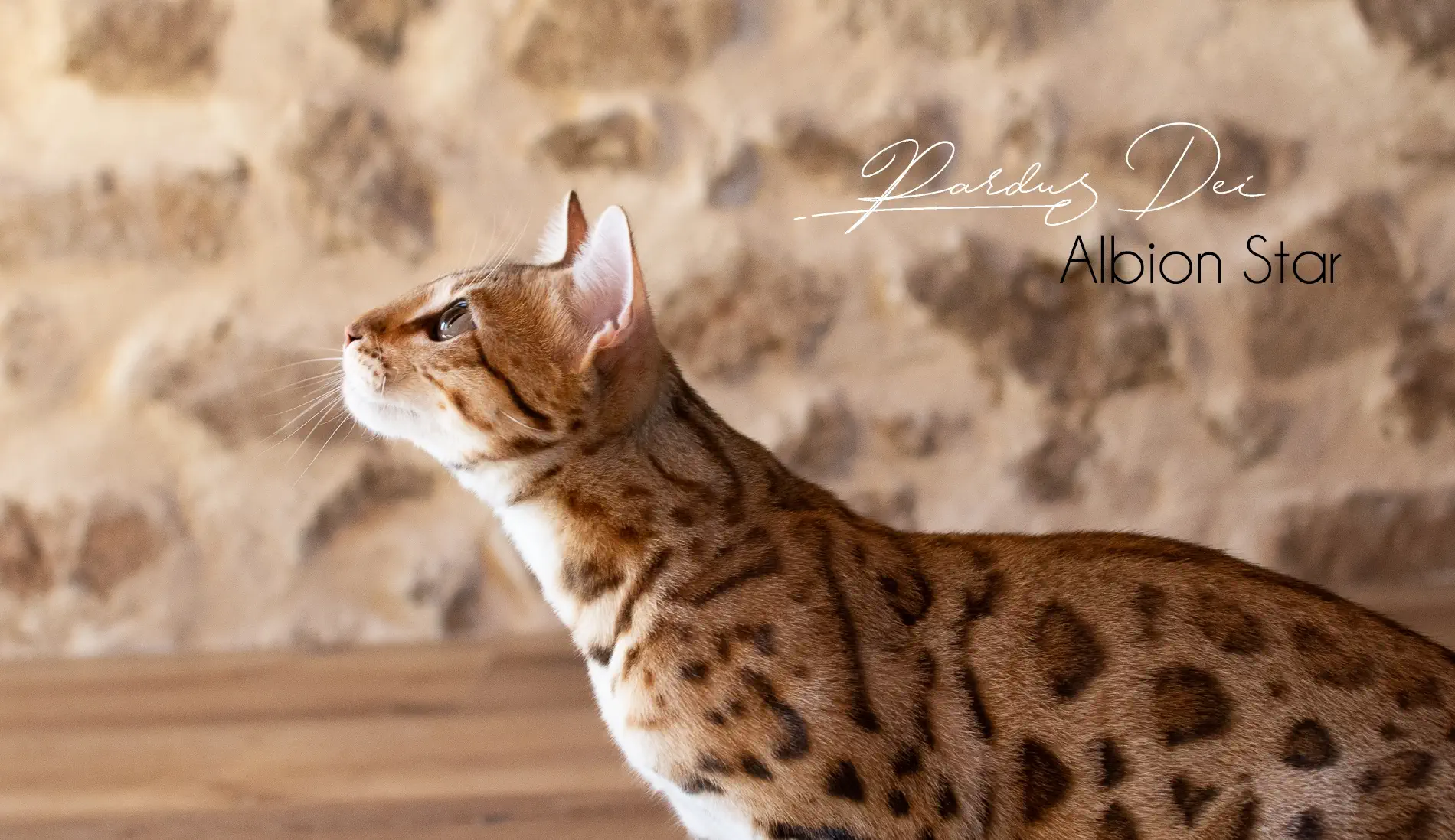 Chat Bengal Brown Pardus Dei