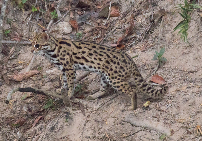 Chat Léopard d'Asie, corps
