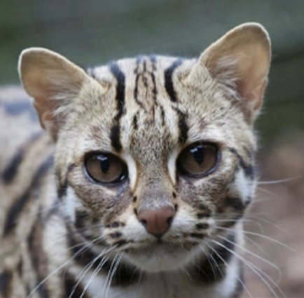 Face Chat Léopard d'Asie