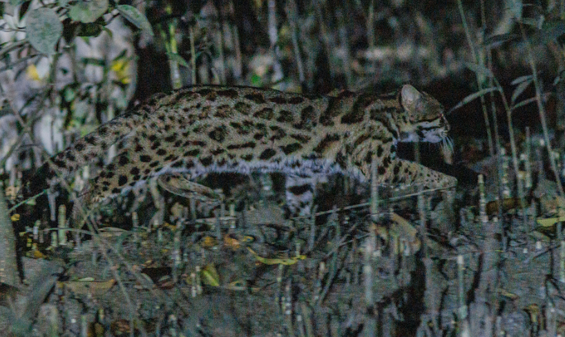 Chat Léopard d'Asie, corps