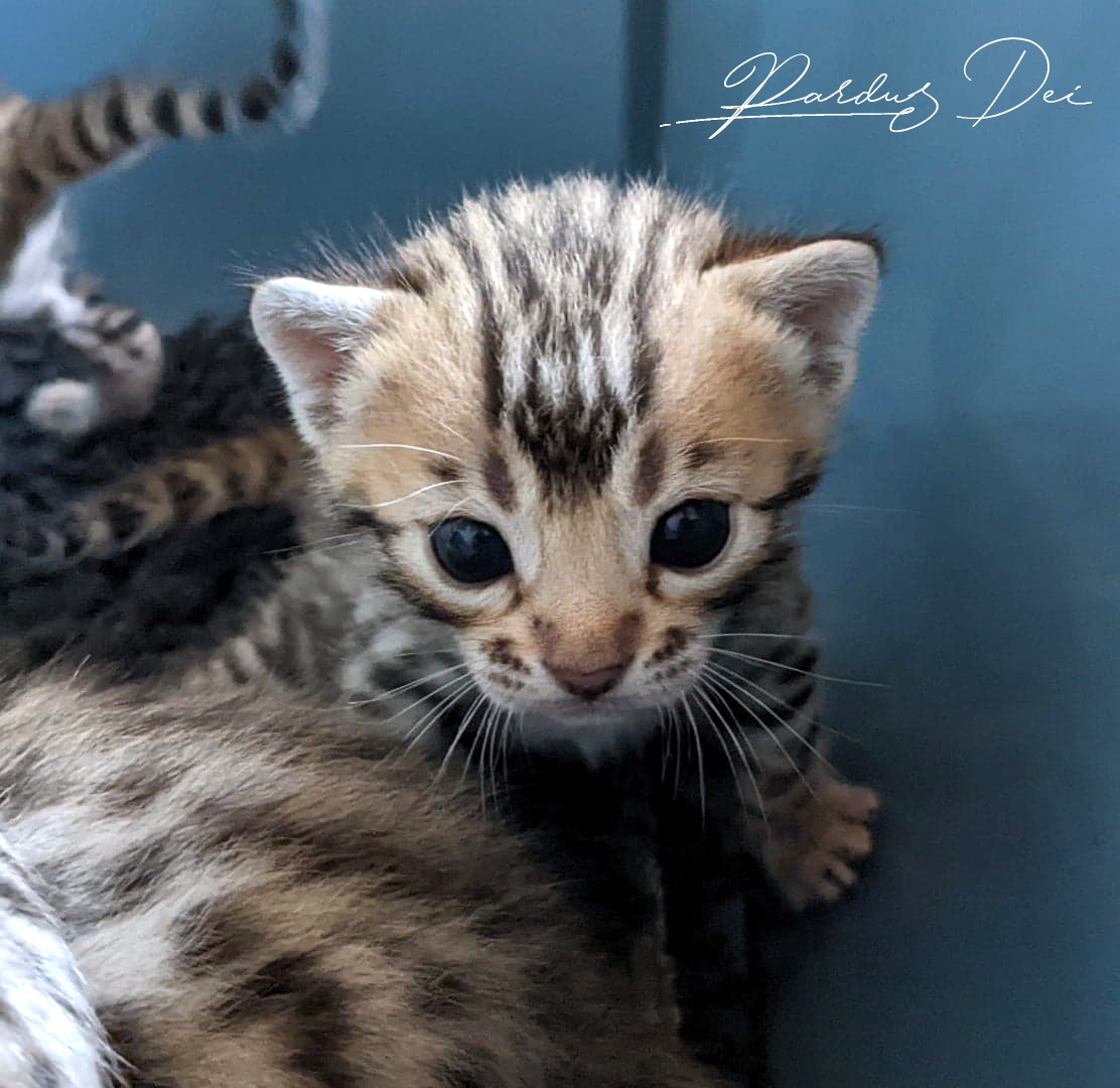 Face chaton Bengal