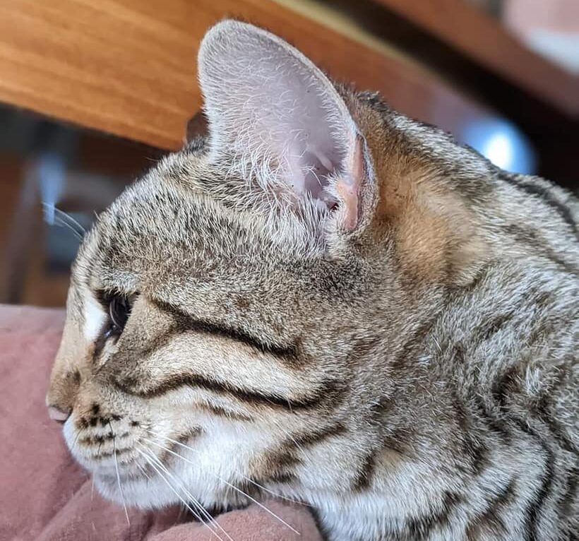 Chat Bengal vu de profil