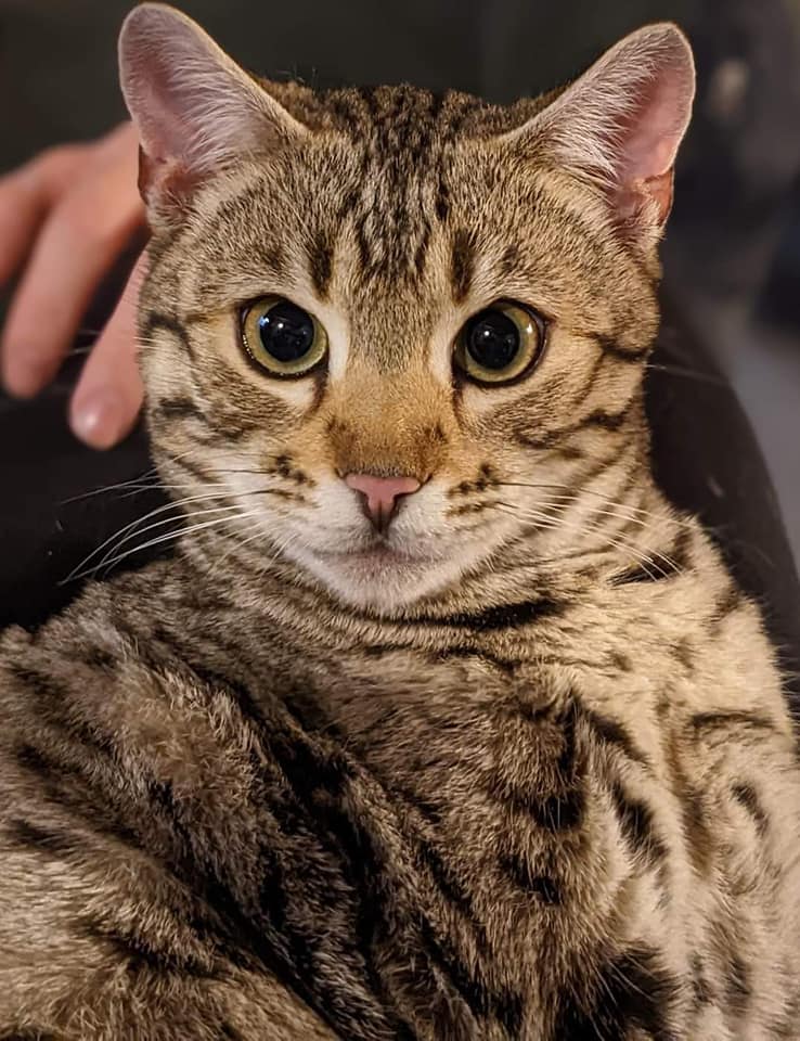 Chat Bengal vu de face