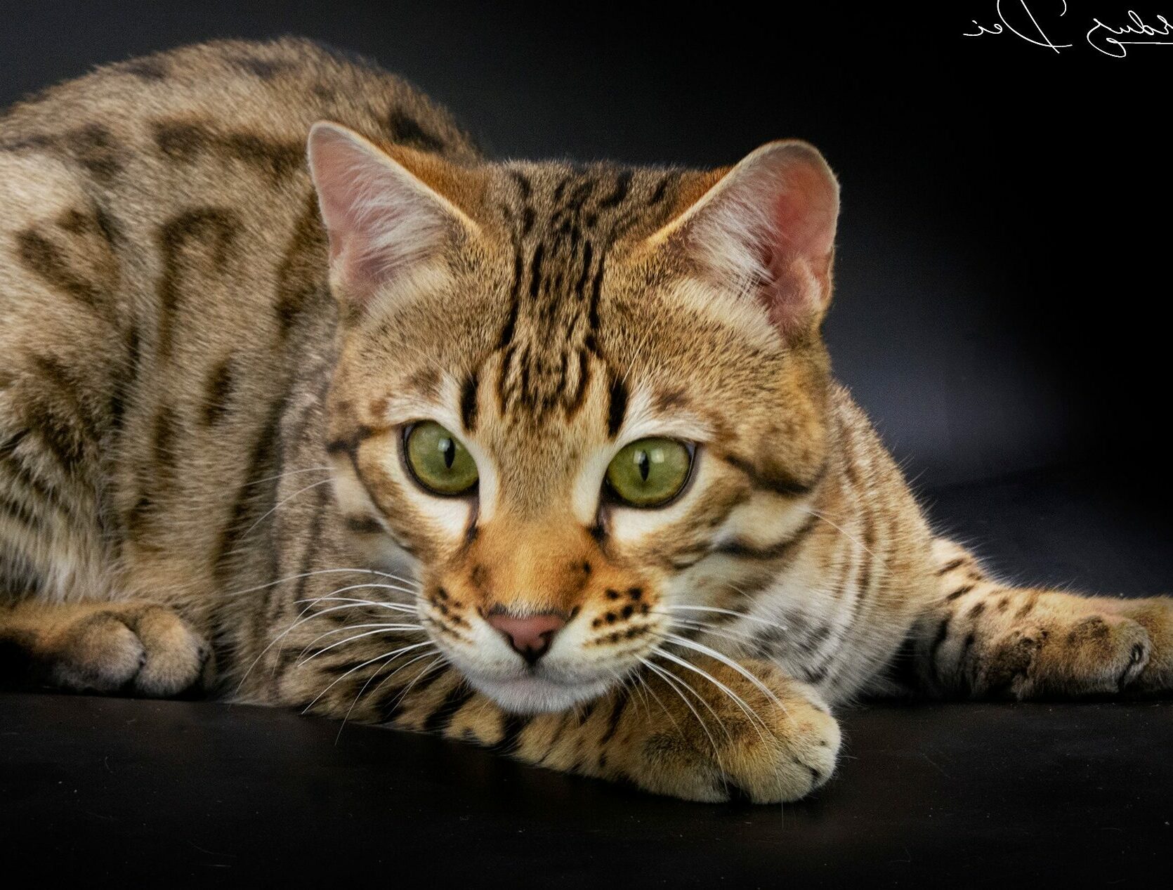 Chat Bengal vu de face