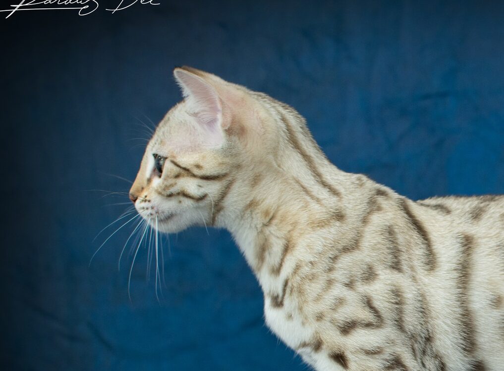 Chat Bengal vu de profil