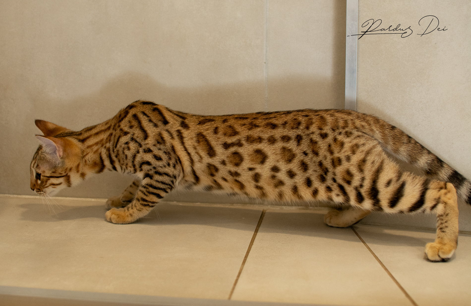 Corps d'un Chat Bengal