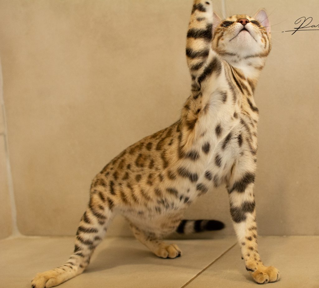 Chat bengal ventre blanc