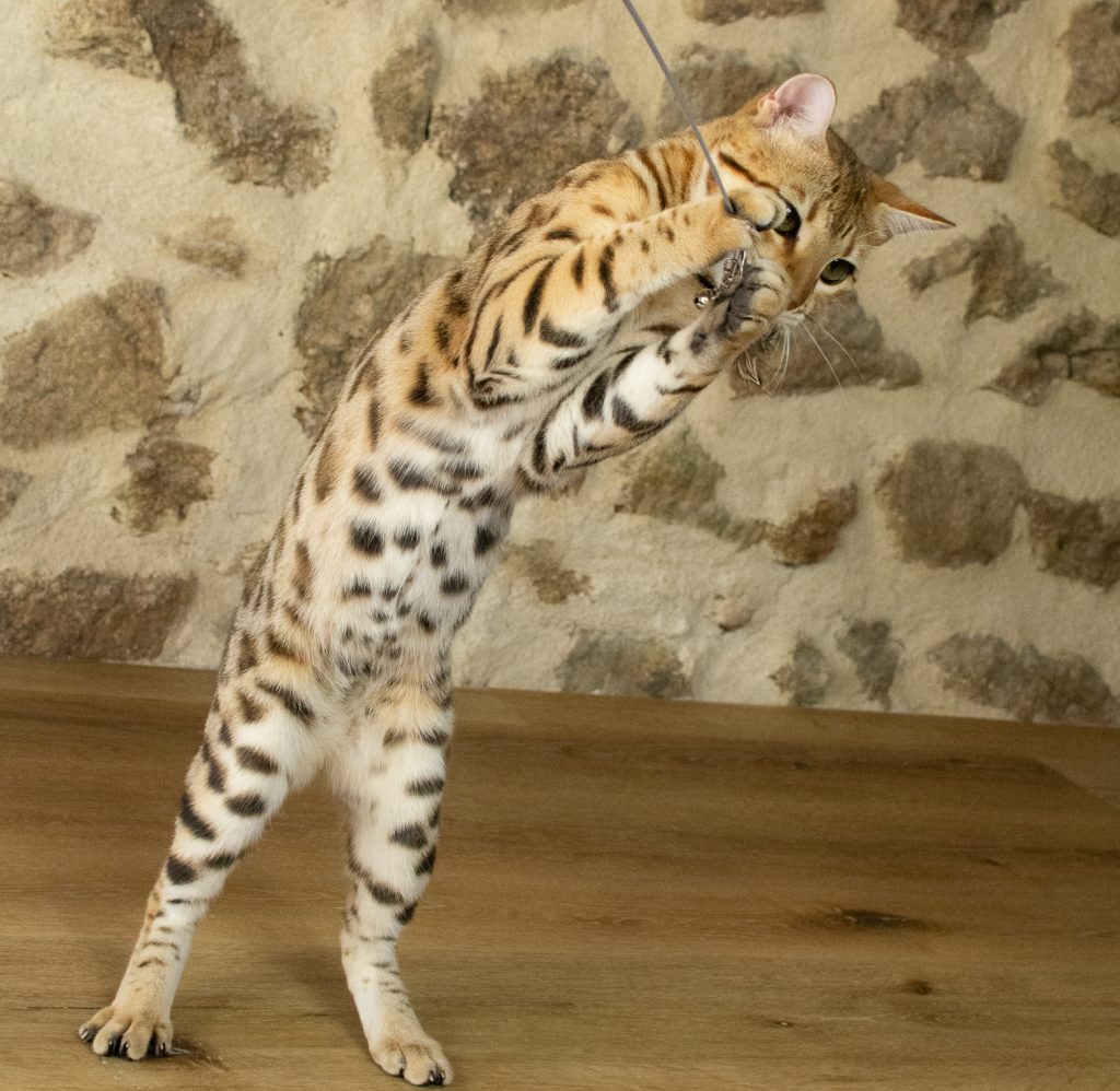 Chat bengal ventre blanc