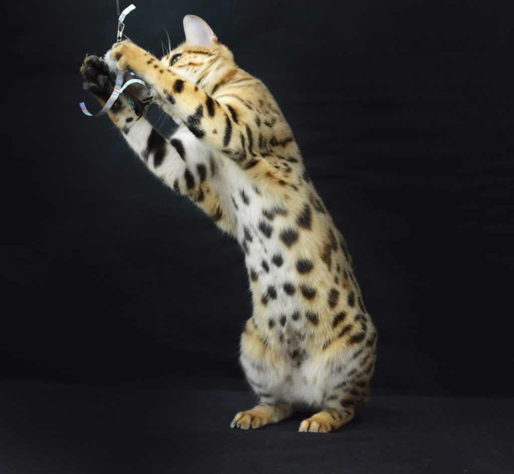 Chat bengal ventre blanc