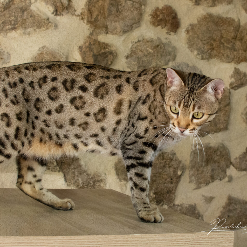 Chat Bengal Brown