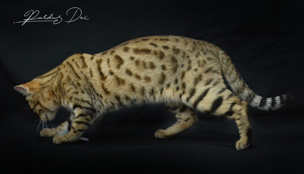 Chat Bengal spotted