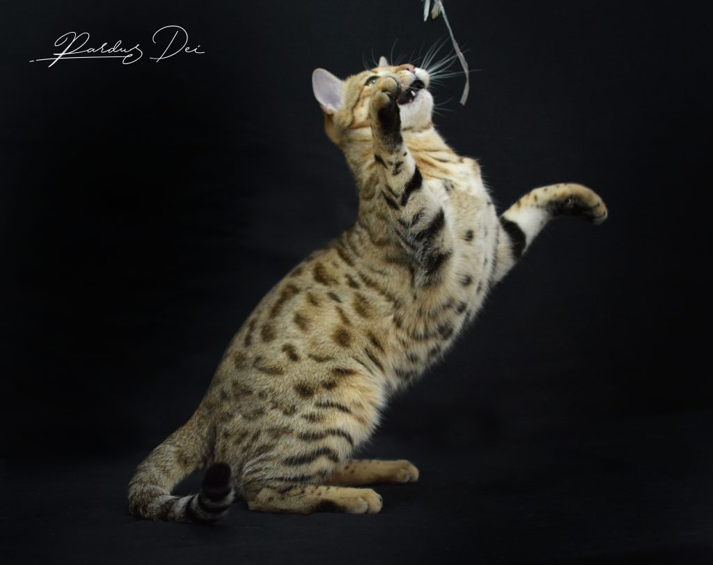 Bengal avec ventre claire