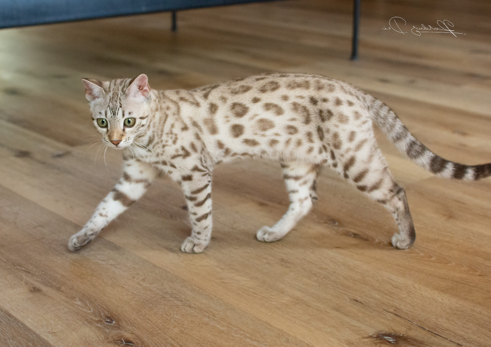 Corps d'un Chat Bengal