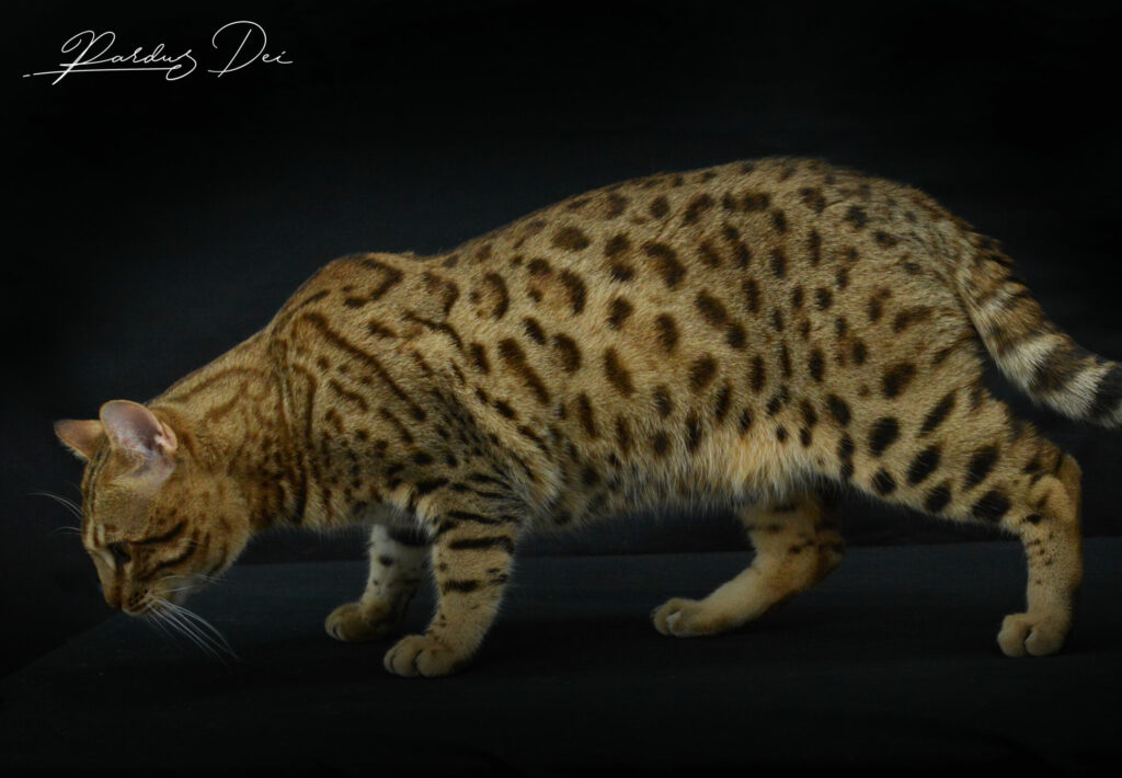 pattes spôtted chat Bengal
