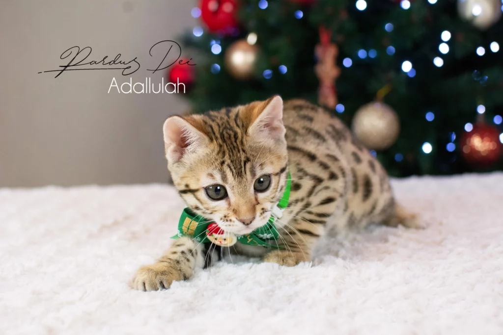 Chat bengal Adallulah