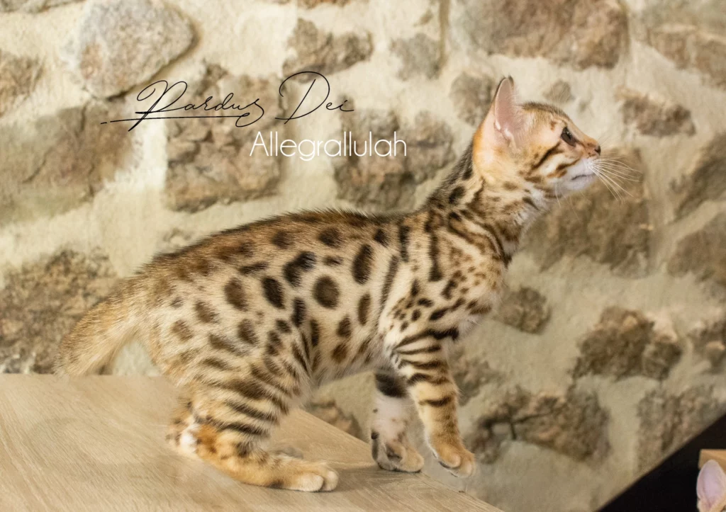 Chat bengal Allegrallulah